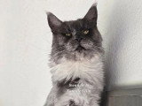 Swan chatte Maine Coon bleue smoke LOOF à vendre