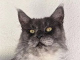 Swan chatte Maine Coon bleue smoke LOOF à vendre