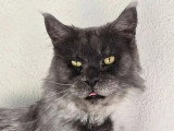 Swan chatte Maine Coon bleue smoke LOOF à vendre