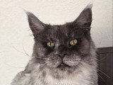 Swan chatte Maine Coon bleue smoke LOOF à vendre