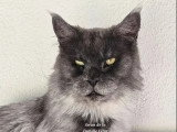 Swan chatte Maine Coon bleue smoke LOOF à vendre