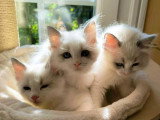 4 chatons Ragdoll mâles blue point bicolore LOOF de mars 2026 à réserver