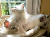 4 chatons Ragdoll mâles blue point bicolore LOOF de mars 2026 à réserver