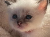 Chatons Sacré de Birmanie à vendre (3 femelles & 1 mâle)