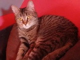 Disponible à l'adoption : chatte tigrée de 2 ans