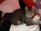 Disponible à l'adoption : chatte tigrée de 2 ans
