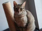 À adopter : chatte tigrée de 2 ans