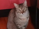 À adopter : chatte tigrée de 2 ans