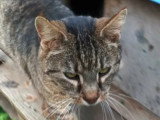 En attente d'un foyer : chat tigré de 9 ans