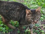 En attente d'un foyer : chat tigré de 9 ans