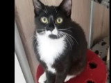 À la recherche d'une famille : chatte noire et blanche de 4 ans