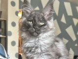 Deux chatons Maine Coon LOOF de janvier 2026 à vendre
