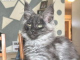 Deux chatons Maine Coon LOOF de janvier 2026 à vendre