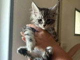 Deux chatons Maine Coon LOOF de janvier 2026 à vendre