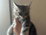 Deux chatons Maine Coon LOOF de janvier 2026 à vendre