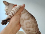 Chaton femelle Bengal snow inscrite au LOOF à vendre, née en février 2026