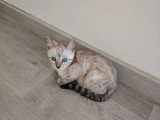 Chaton femelle Bengal snow inscrite au LOOF à vendre, née en février 2026