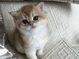 3 chatons British Shorthair de mars 2026 golden shaded à réserver LOOF