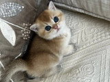 3 chatons British Shorthair de mars 2026 golden shaded à réserver LOOF