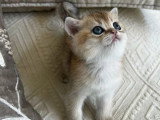 3 chatons British Shorthair de mars 2026 golden shaded à réserver LOOF