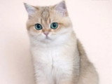 3 chatons British Shorthair de mars 2026 golden shaded à réserver LOOF