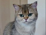 3 chatons British Shorthair de mars 2026 golden shaded à réserver LOOF