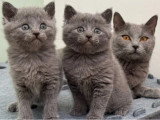 Réservation de 5 chatons Chartreux LOOF de mars 2026