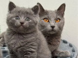 Réservation de 5 chatons Chartreux LOOF de mars 2026