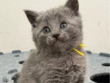 Réservation de 5 chatons Chartreux LOOF de mars 2026