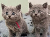 Réservation de 5 chatons Chartreux LOOF de mars 2026