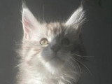 3 chatons Maine Coon mâles LOOF de février 2026 à vendre