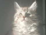 3 chatons Maine Coon mâles LOOF de février 2026 à vendre