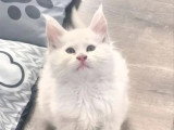 3 chatons Maine Coon mâles LOOF de février 2026 à vendre