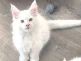 3 chatons Maine Coon mâles LOOF de février 2026 à vendre