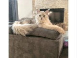 3 chatons Maine Coon mâles LOOF de février 2026 à vendre