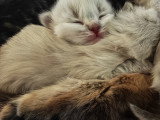 Très beaux chatons Sibériens à vendre