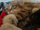 Très beaux chatons Sibériens à vendre