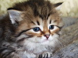 Très beaux chatons Sibériens à vendre