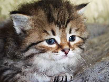 Très beaux chatons Sibériens à vendre