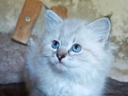 Très beaux chatons Sibériens à vendre