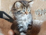 Très beaux chatons Sibériens à vendre