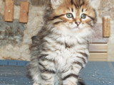 Très beaux chatons Sibériens à vendre