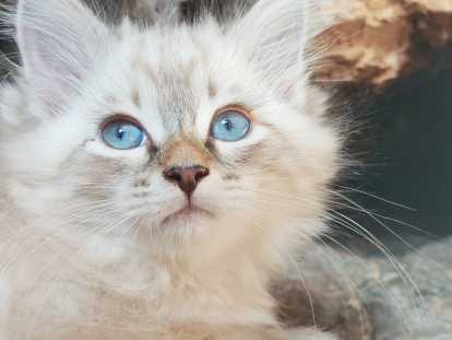Très beau chaton Sibérien à vendre