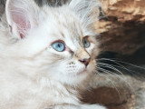 Très beau chaton Sibérien à vendre