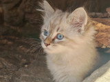 Très beau chaton Sibérien à vendre