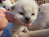 5 chatons Ragdoll LOOF mink et tradi nés en avril 2026 à réserver