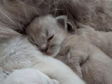 5 chatons Ragdoll LOOF mink et tradi nés en avril 2026 à réserver