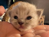 5 chatons Ragdoll LOOF mink et tradi nés en avril 2026 à réserver