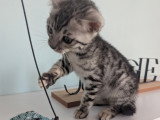 Magnifiques chatonnes Bengal LOOF silver et snow mink à vendre