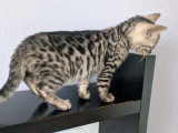 Magnifiques chatonnes Bengal LOOF silver et snow mink à vendre